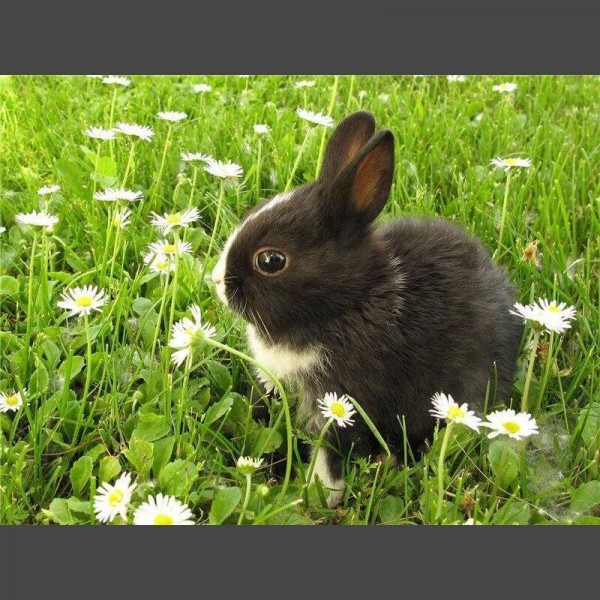 Hase / Schwarz Diamond Painting Diamant Malerei