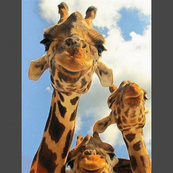 Giraffe - 6 Diamond Painting Diamant Malerei