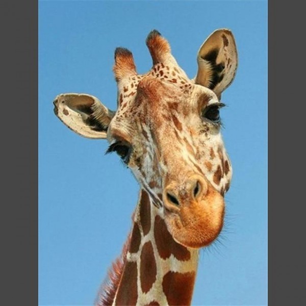 Giraffe - 9 Diamond Painting Diamant Malerei