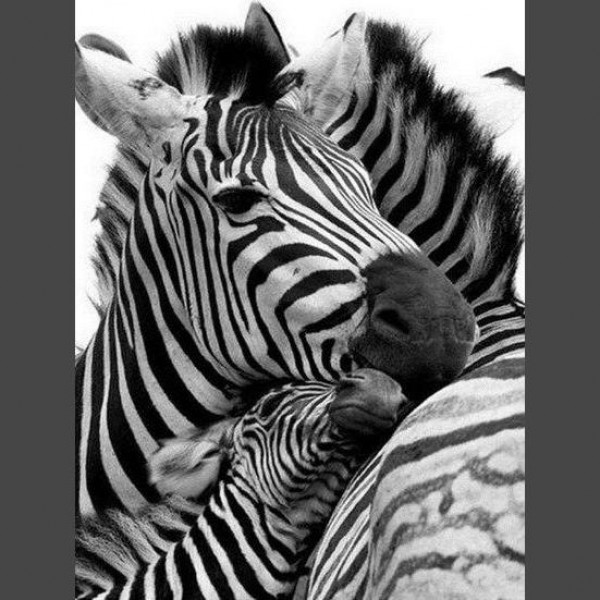 Zebra 8 Diamond Painting Diamant Malerei