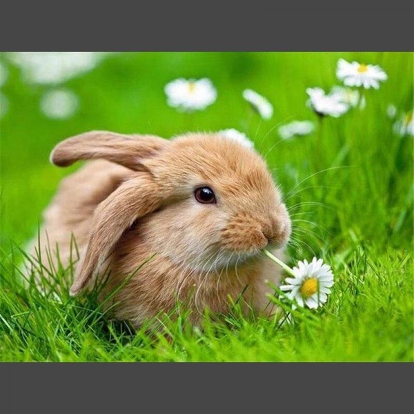 Hase im Gras am essen Diamond Painting Diamant Malerei