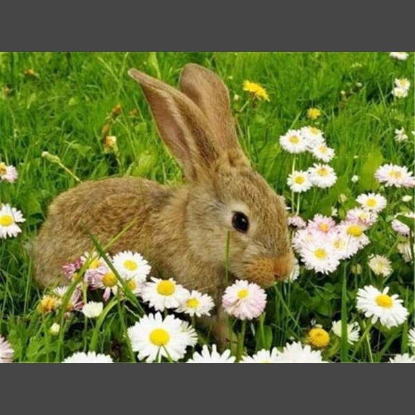 Hase im Gras Diamond Painting Diamant Malerei