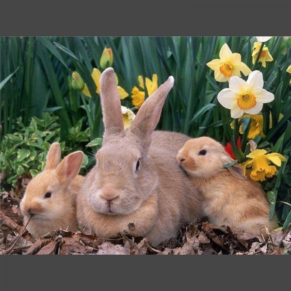 Hase mit Kinder Diamond Painting Diamant Malerei