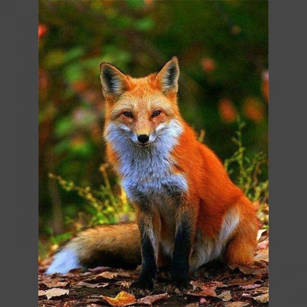 Fuchs im Wald Diamond Painting Diamant Malerei