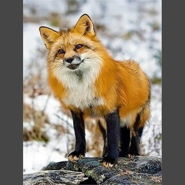 Fuchs im Schneewald Diamond Painting Diamant Malerei