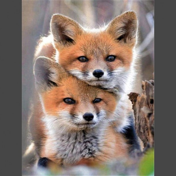 Fuchsbabys am kuscheln Diamond Painting Diamant Malerei