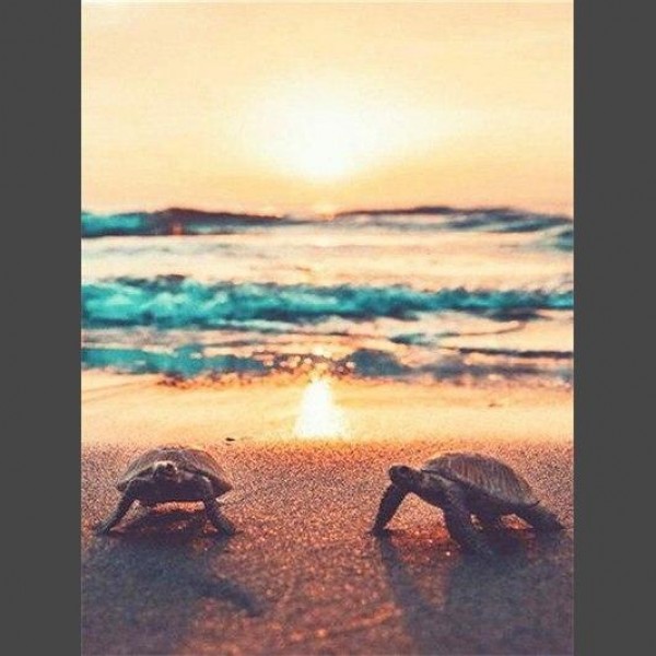 Schildkröten am Strand - Diamond Painting Diamant Malerei