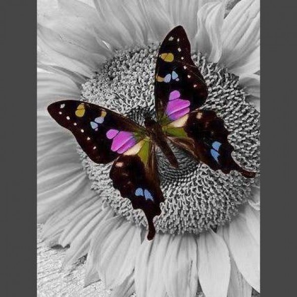 Schmetterling 16 Diamond Painting Diamant Malerei