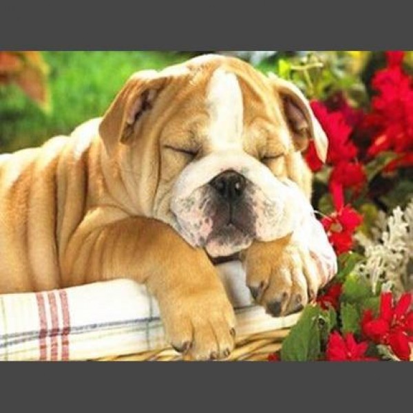 Hund - 21 Diamond Painting Diamant Malerei