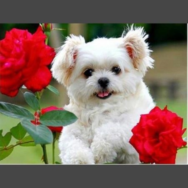 Hund - 20 Diamond Painting Diamant Malerei