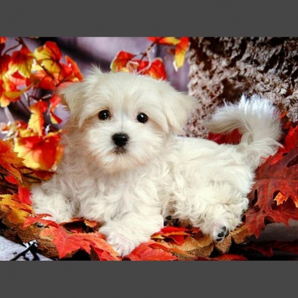 Hund - 17 Diamond Painting Diamant Malerei