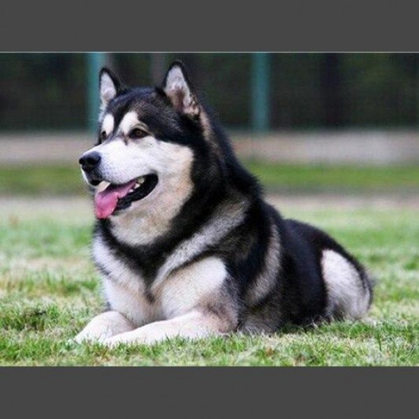 Hund - 13 Diamond Painting Diamant Malerei