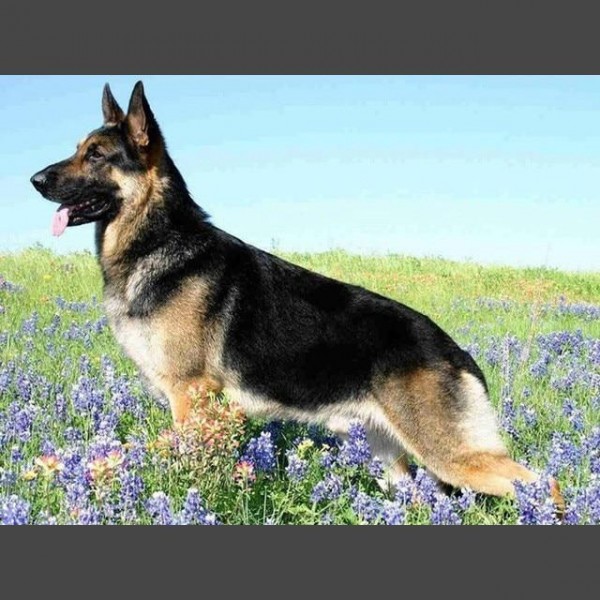 Hund - 12 Diamond Painting Diamant Malerei