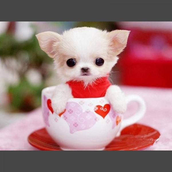 Hund in Tasse Diamond Painting Diamant Malerei