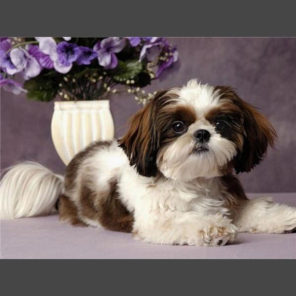 Hund - 5 Diamond Painting Diamant Malerei