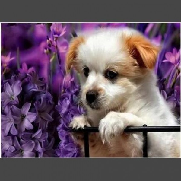Hund - 2 Diamond Painting Diamant Malerei