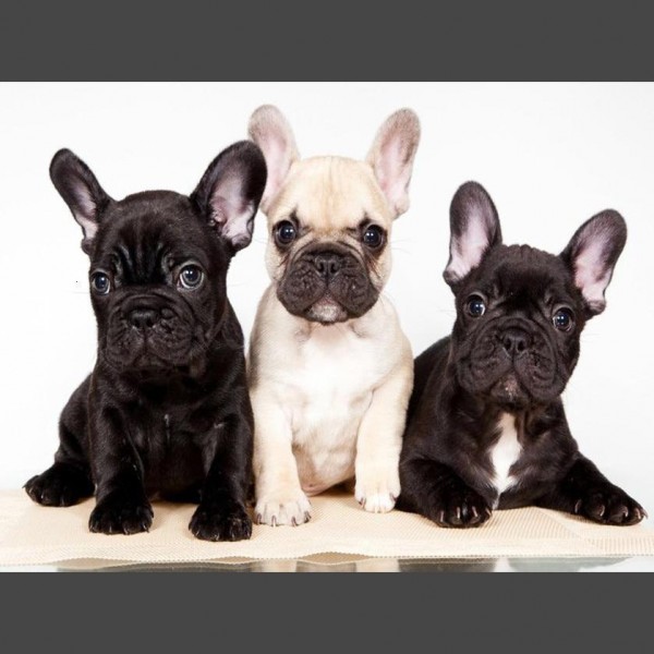 Hund - 4 Diamond Painting Diamant Malerei