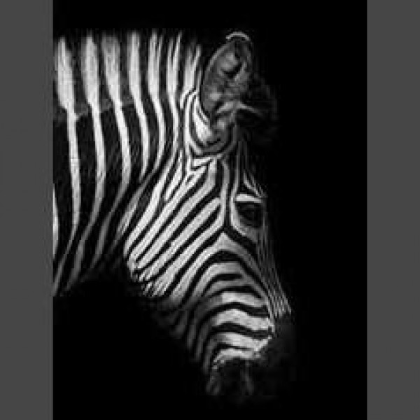 Zebra 11 Diamond Painting Diamant Malerei