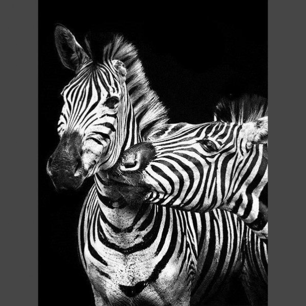 Zebra 6 Diamond Painting Diamant Malerei