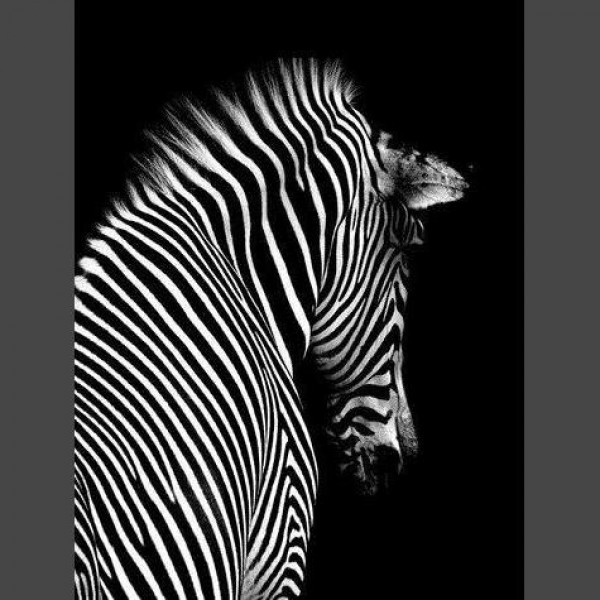 Zebra 4 Diamond Painting Diamant Malerei