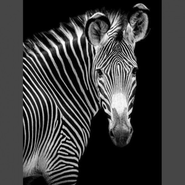 Zebra 10 Diamond Painting Diamant Malerei