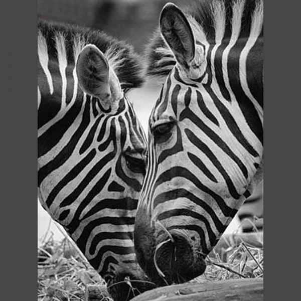 Zebra 9 Diamond Painting Diamant Malerei