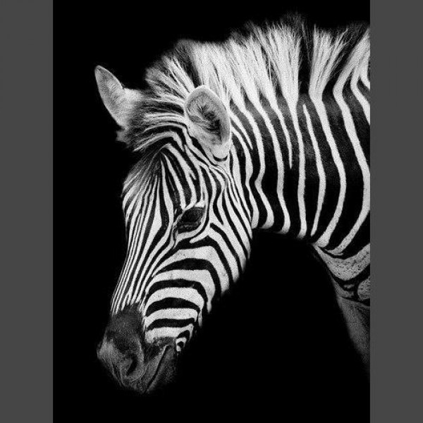 Zebra 2 Diamond Painting Diamant Malerei