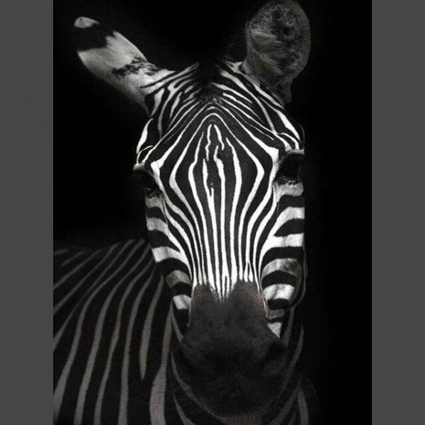 Zebra 7 Diamond Painting Diamant Malerei
