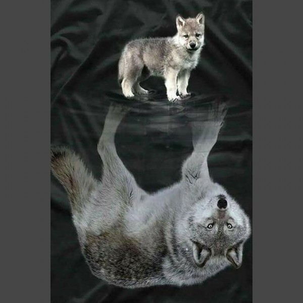 Wolf Spiegelung Diamond Painting Diamant Malerei 4SA111