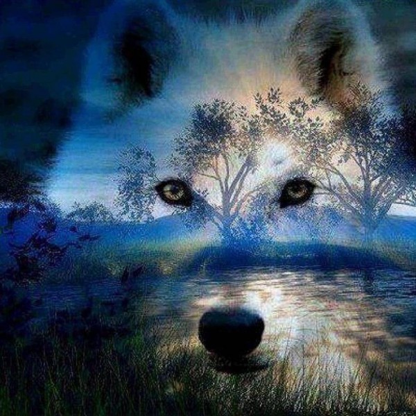 Wolf mit Wald Hintergrund Diamond Painting Diamant Malerei 4SA122