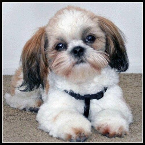 Hund Diamond Painting Diamant Malerei 4SA12