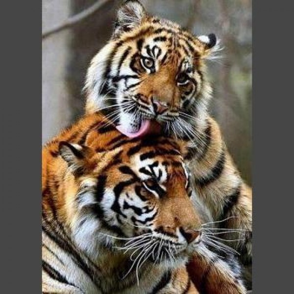 Tiger Diamond Painting Diamant Malerei 4SA16