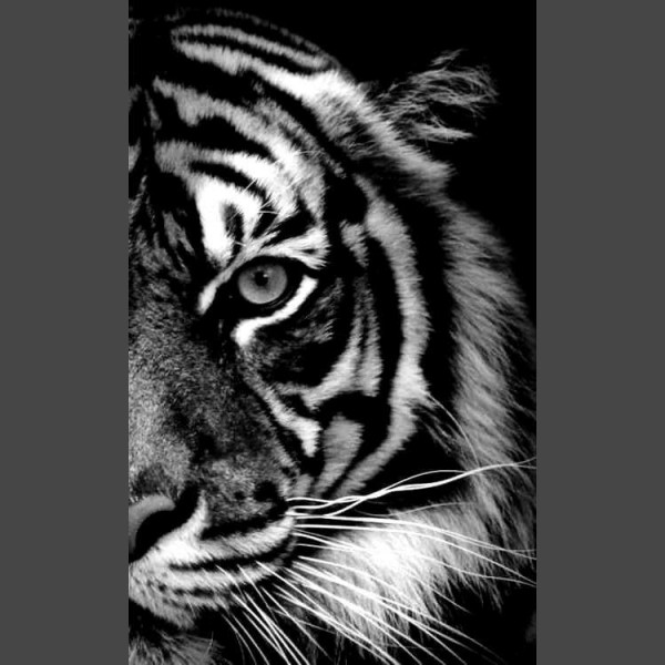 Schwarz weiss Tiger Diamond Painting Diamant Malerei