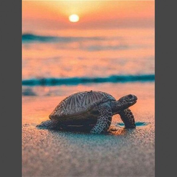 Schildkröte am Strand Diamond Painting Diamant Malerei