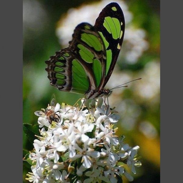 Schmetterling * 1 Diamond Painting Diamant Malerei