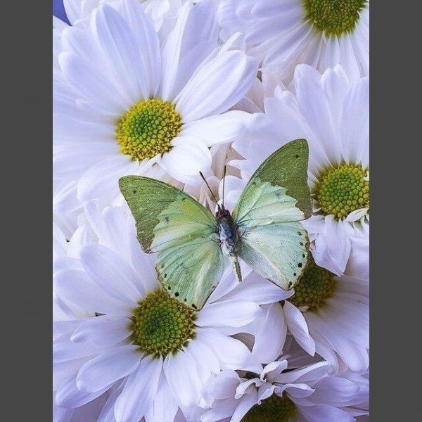 Schmetterling * 3 Diamond Painting Diamant Malerei