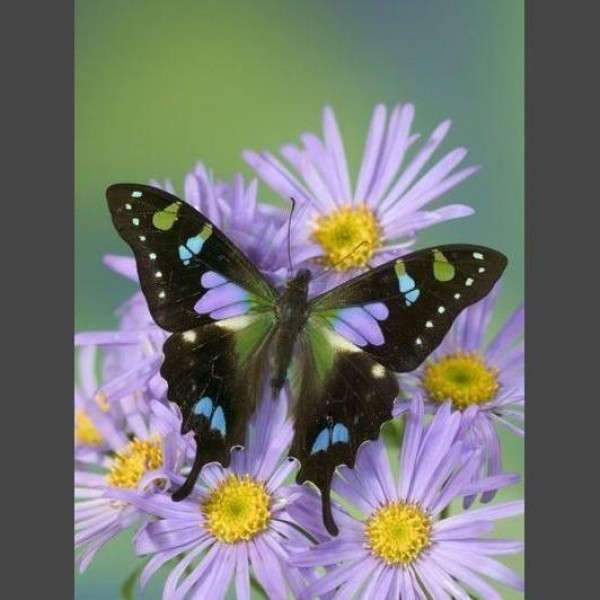 Schmetterling * 2 Diamond Painting Diamant Malerei