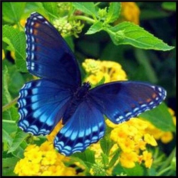 Schmetterling Diamond Painting Diamant Malerei 4SA14