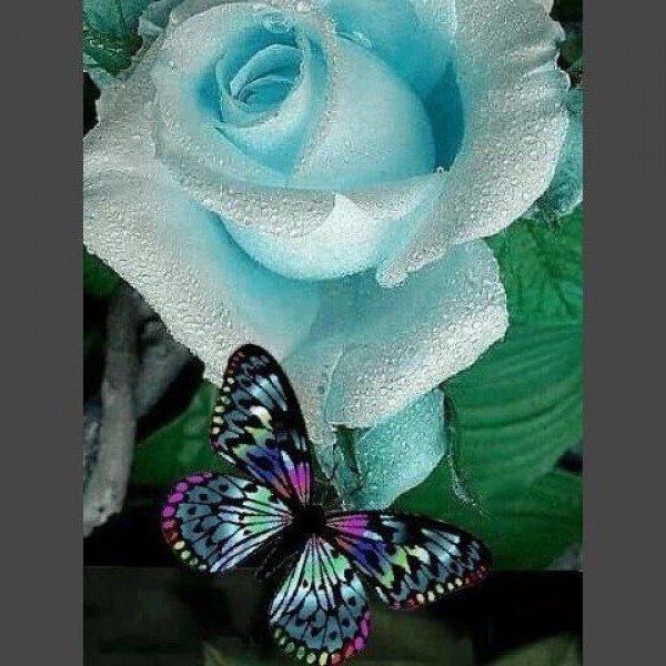 Schmetterling * 9 Diamond Painting Diamant Malerei