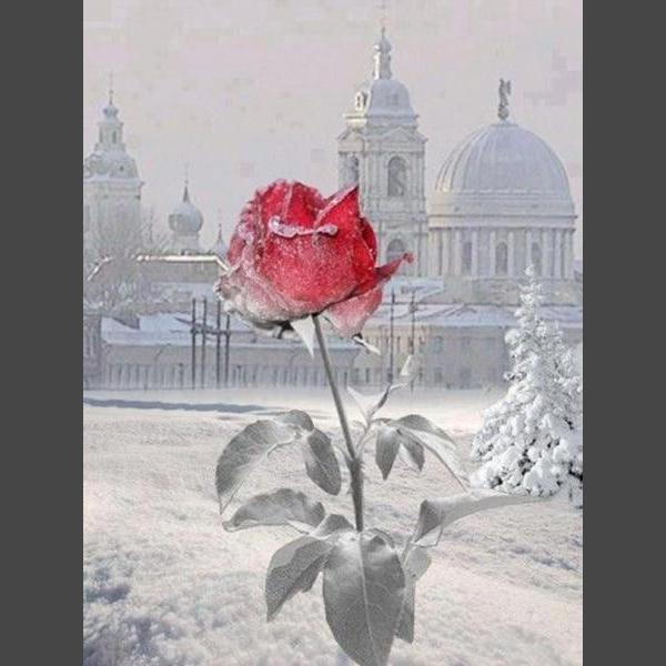 Schöne Rosen 2 Diamond Painting Diamant Malerei