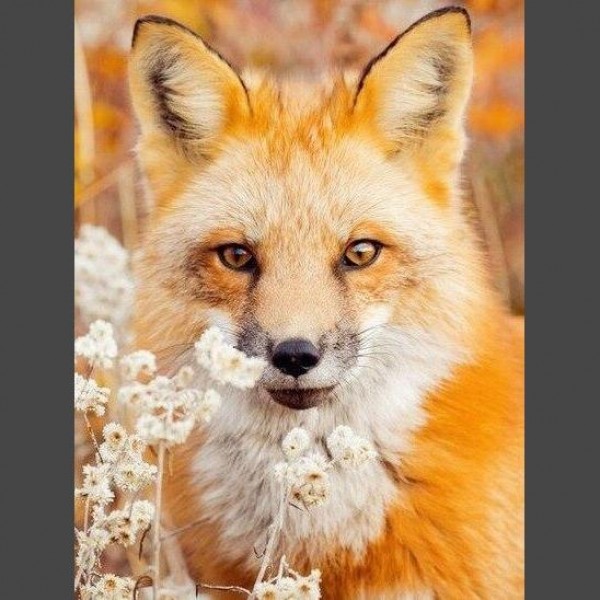 Fuchs Porträt Diamond Painting Diamant Malerei
