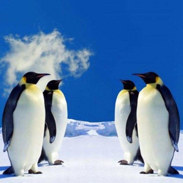 Pinguine 16 Diamond Painting Diamant Malerei
