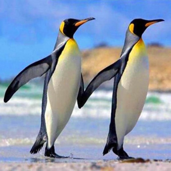 Pinguine 14 Diamond Painting Diamant Malerei