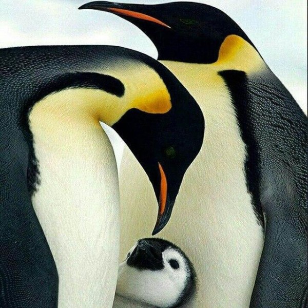 Pinguine 13 Diamond Painting Diamant Malerei
