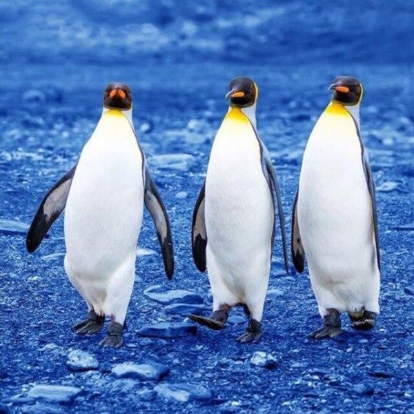 Pinguine 2 Diamond Painting Diamant Malerei
