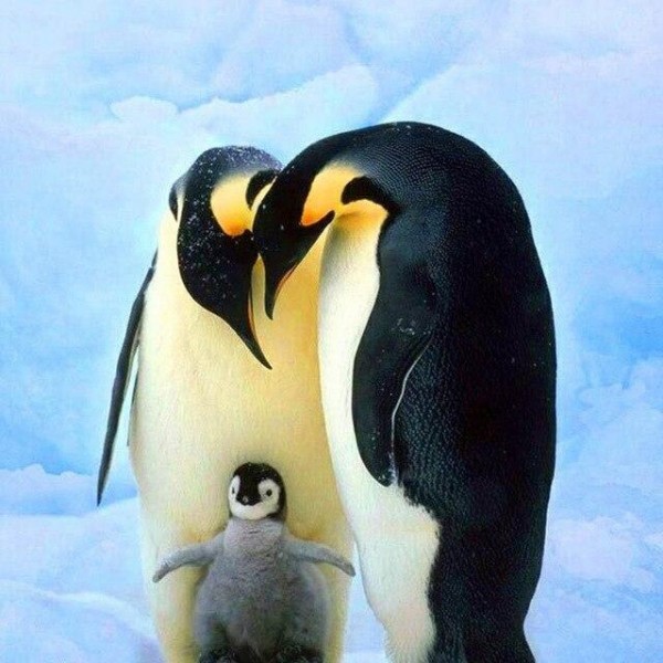 Pinguine 15 Diamond Painting Diamant Malerei