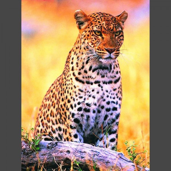 Leopard - 16 Diamond Painting Diamant Malerei