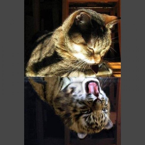 Katze Diamond Painting Diamant Malerei 4SA231