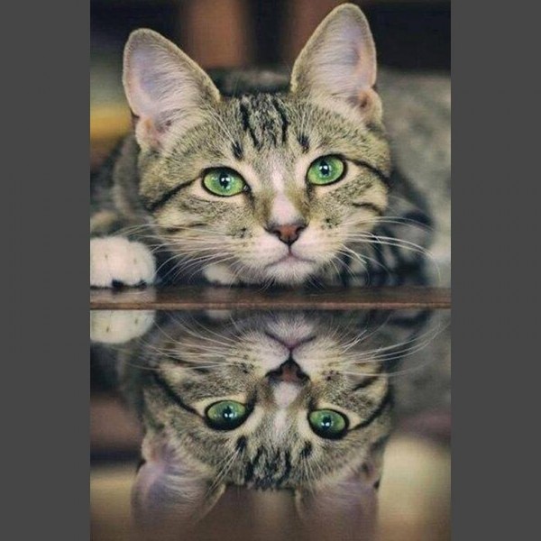Katze Diamond Painting Diamant Malerei 4SA161