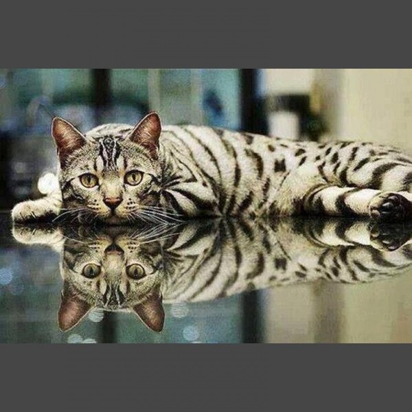 Katze Diamond Painting Diamant Malerei 4SA178